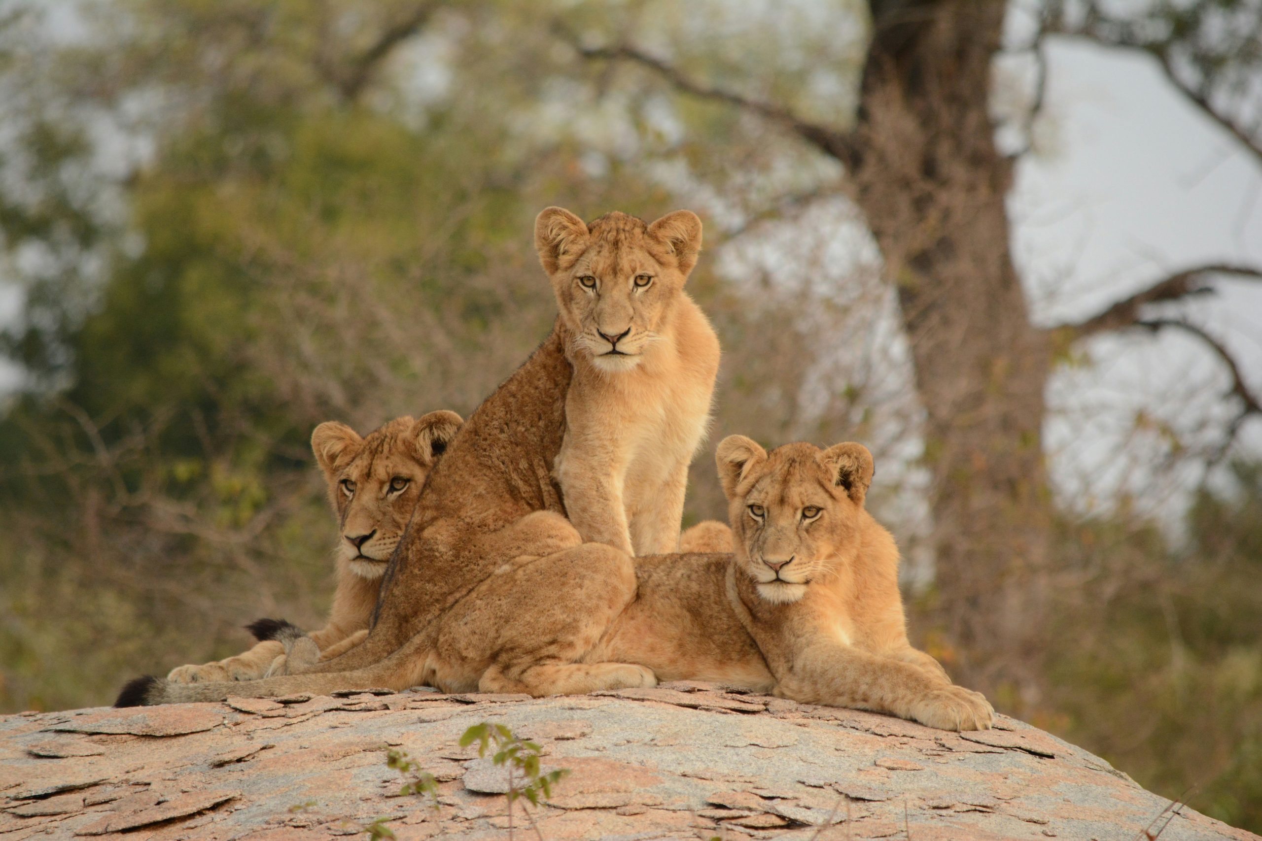 lions safari tour