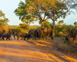 elephants