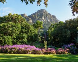 jeanvdmeulen-kirstenbosch-botanical-gardens-3301303